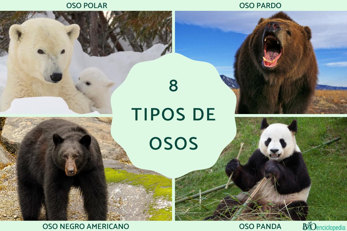 Tipos de osos
