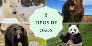 Tipos de osos