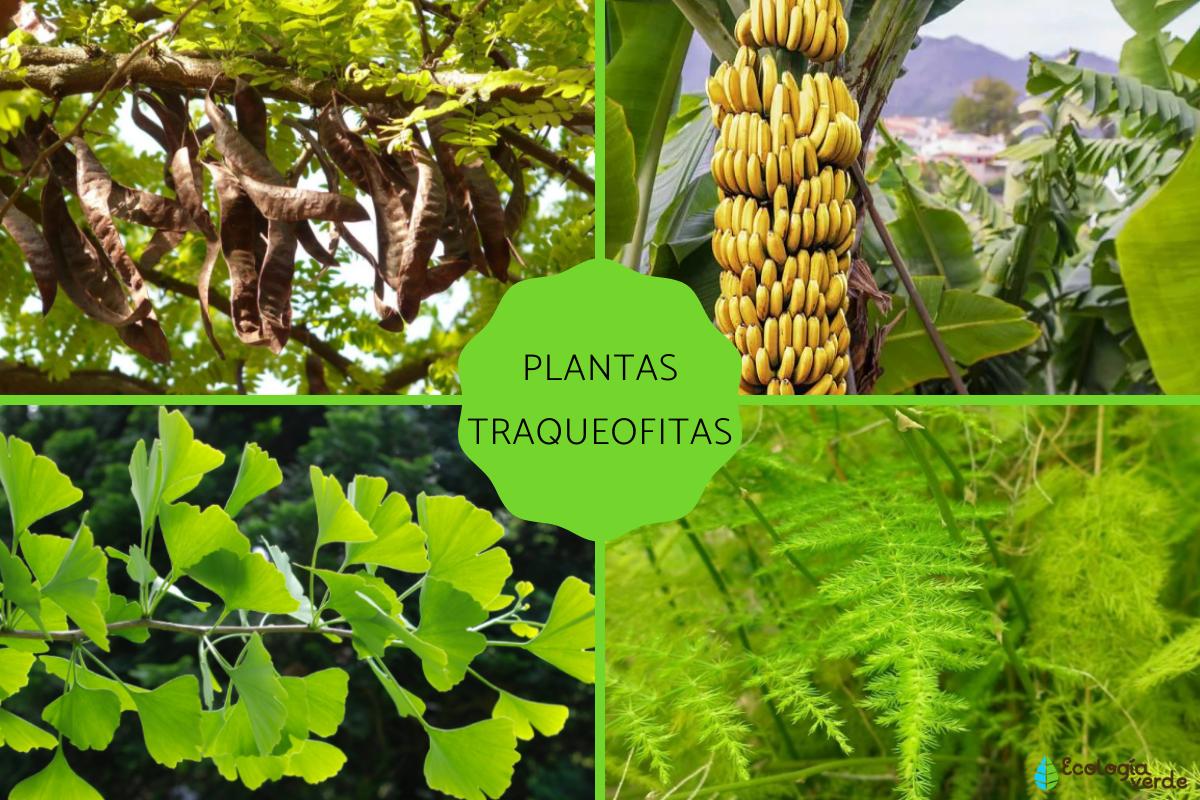 Traqueofitas: qué son, clasificación, características y ejemplos