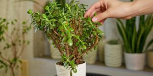 Los jardineros coinciden: pellizcar los brotes del árbol de jade ayuda a controlar su crecimiento y hacerlo más frondoso