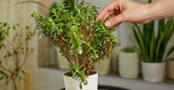 Los jardineros coinciden: pellizcar los brotes del árbol de jade ayuda a controlar su crecimiento y hacerlo más frondoso