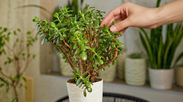 Los jardineros coinciden: pellizcar los brotes del árbol de jade ayuda a controlar su crecimiento y hacerlo más frondoso