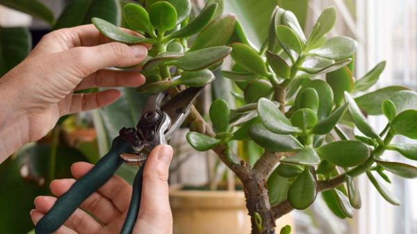 Los jardineros coinciden: pellizcar los brotes del árbol de jade ayuda a controlar su crecimiento y hacerlo más frondoso - Pellizcar sus brotes ayuda a controlar su crecimiento y hacerlo más frondoso
