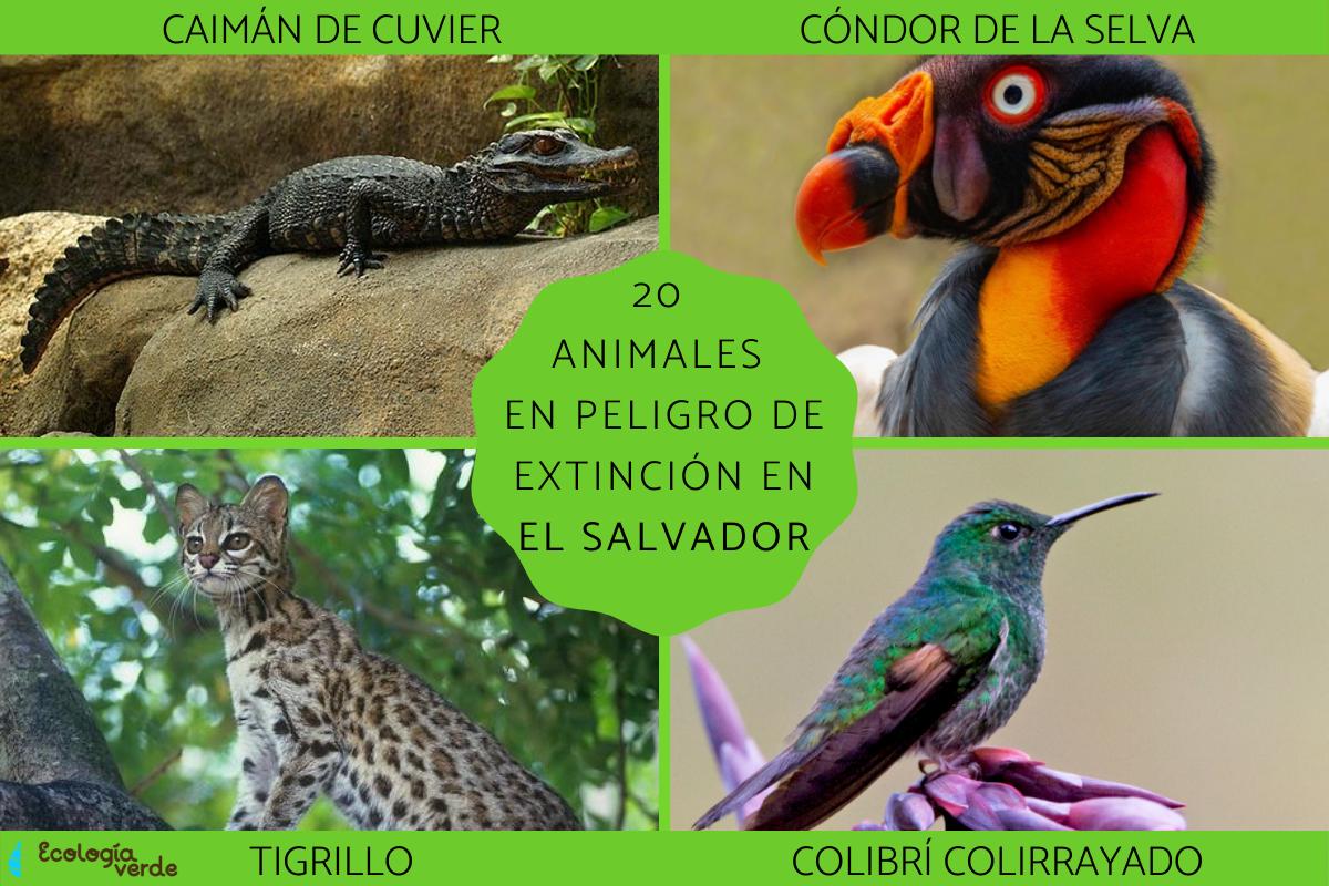 Animales en peligro de extinción en El Salvador