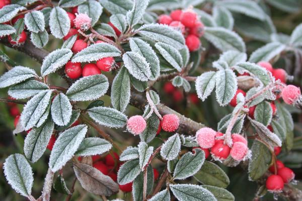 Escarcha: qué es y cómo se forma - Consecuencias de la escarcha