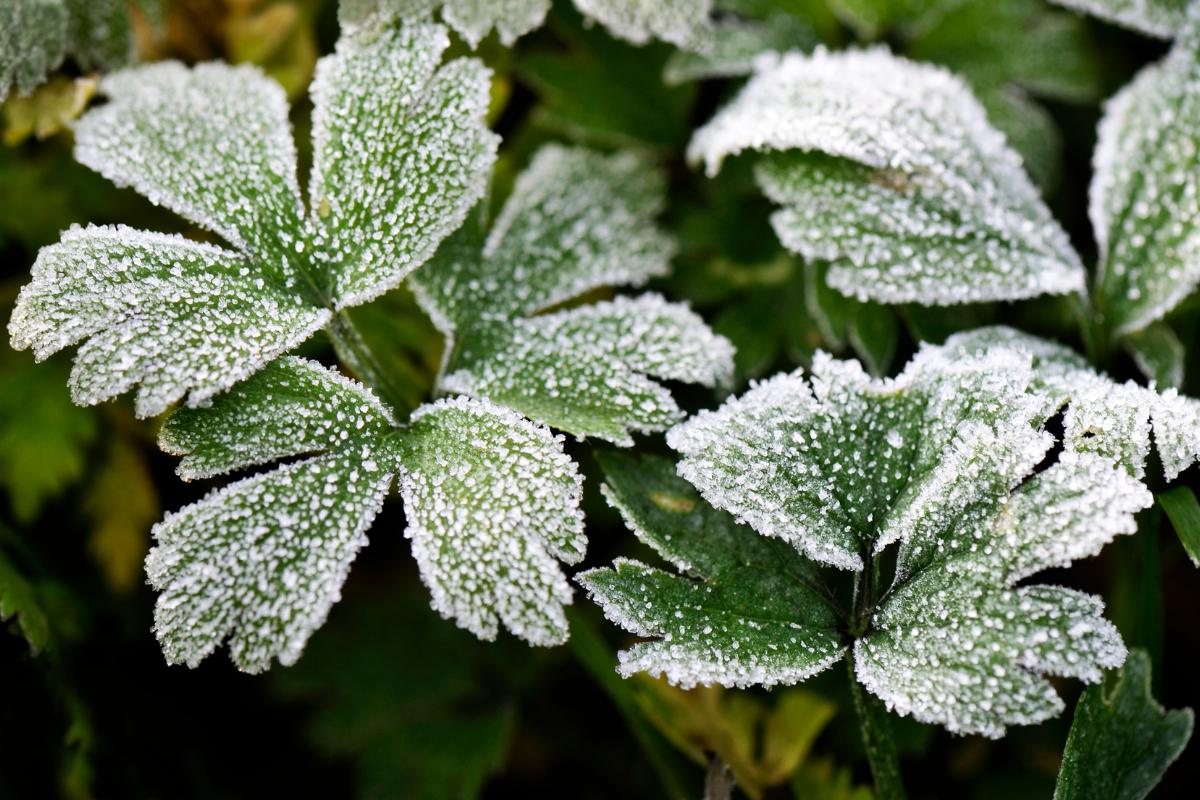 Escarcha: qué es y cómo se forma