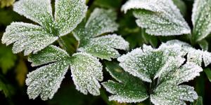 Escarcha: qué es y cómo se forma