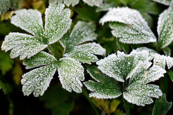 Escarcha: qué es y cómo se forma