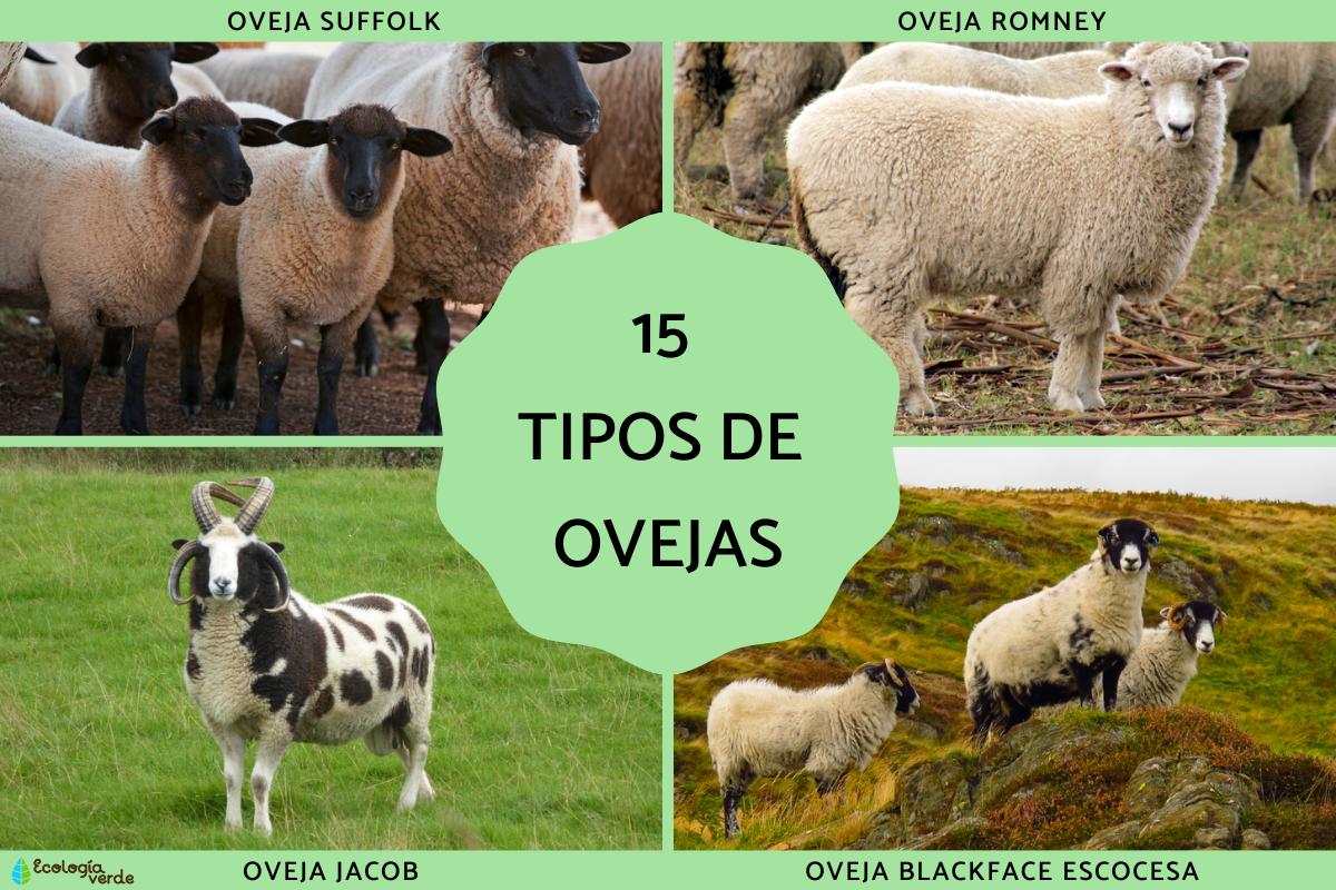 Tipos de ovejas