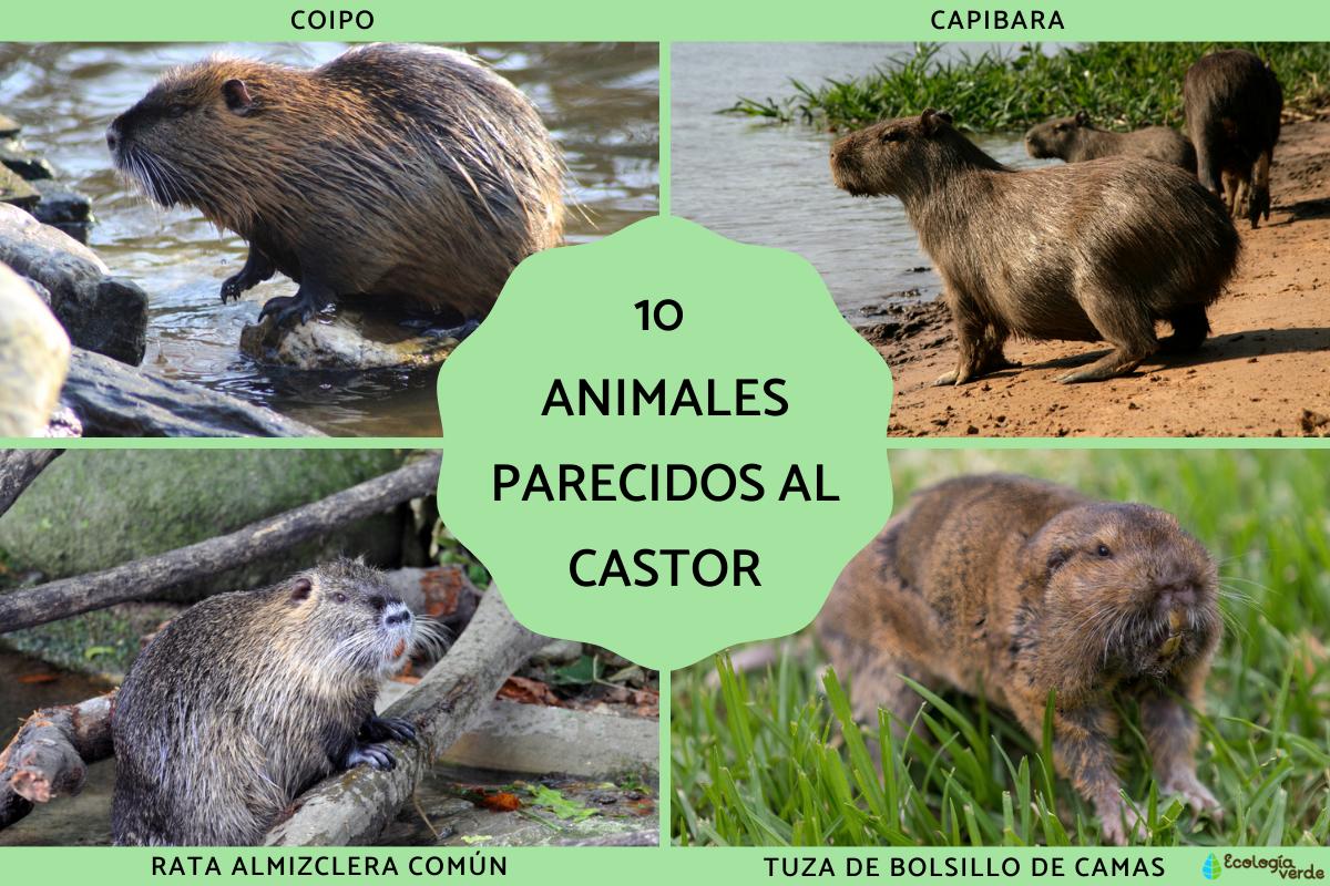 Animales parecidos al castor