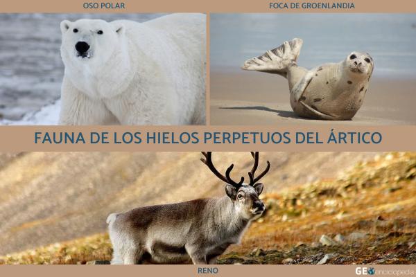 Hielos perpetuos: clima, distribución, flora y fauna - Fauna de los hielos perpetuos