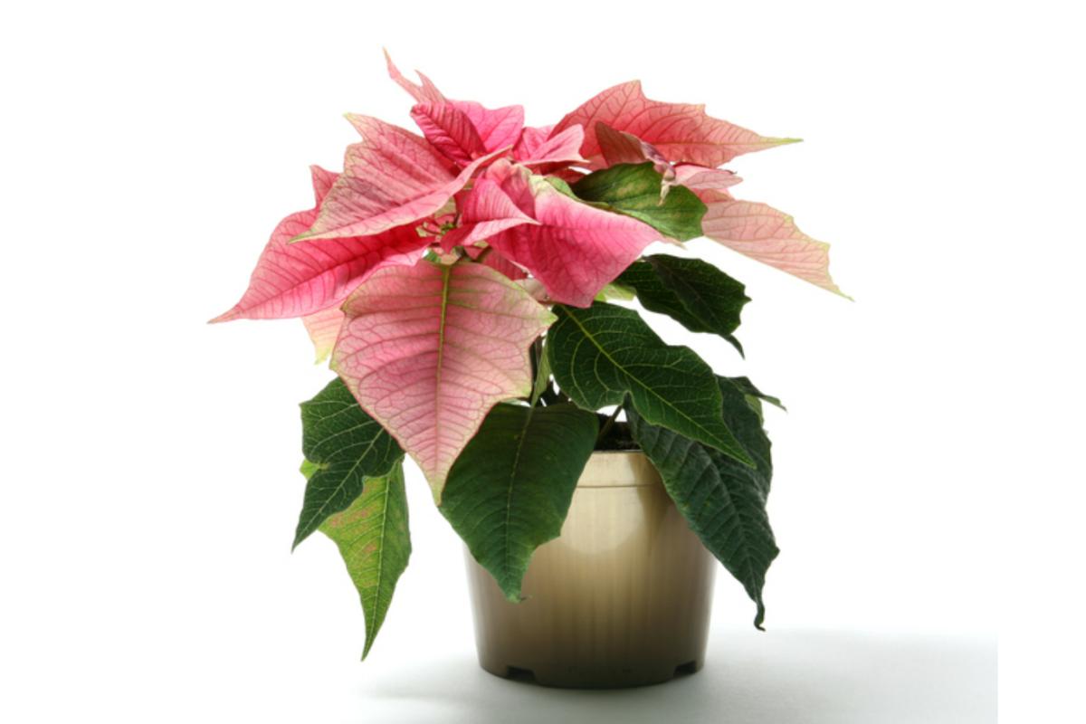 Flor de Pascua: ¿cómo hacer que se ponga roja?