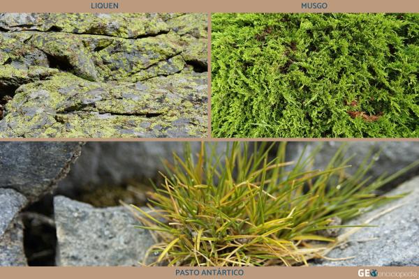 Hielos perpetuos: clima, distribución, flora y fauna - Flora de los hielos perpetuos