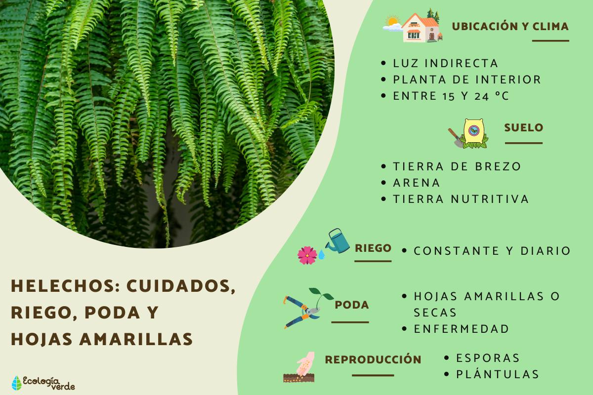 Helechos: cuidados, riego, poda y hojas amarillas