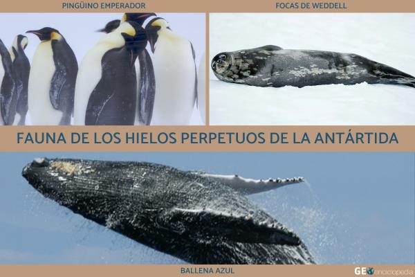 Hielos perpetuos: clima, distribución, flora y fauna - 