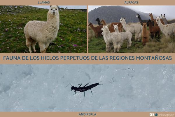 Hielos perpetuos: clima, distribución, flora y fauna - 