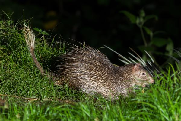 Animales parecidos al castor - Puercoespines cola de cepillo (género Atherurus)