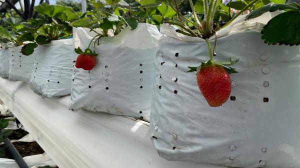 Plantas de invernadero: conoce qué cultivos y ornamentales puedes plantar - Plantas más comunes para cultivar en invernadero