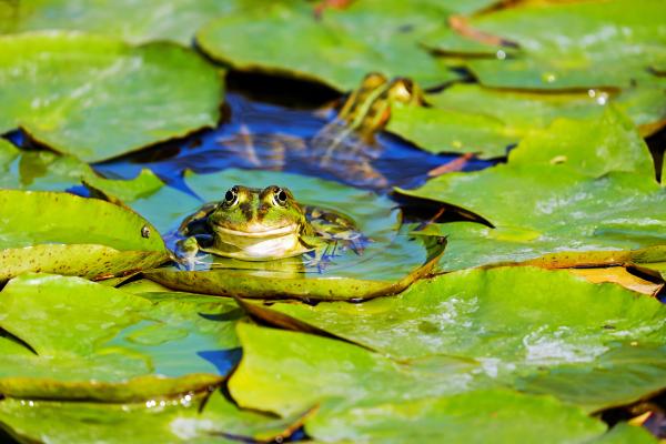 Qué es un estanque: características, tipos, animales y plantas y para qué sirve - ¿Qué animales y plantas viven en un estanque?