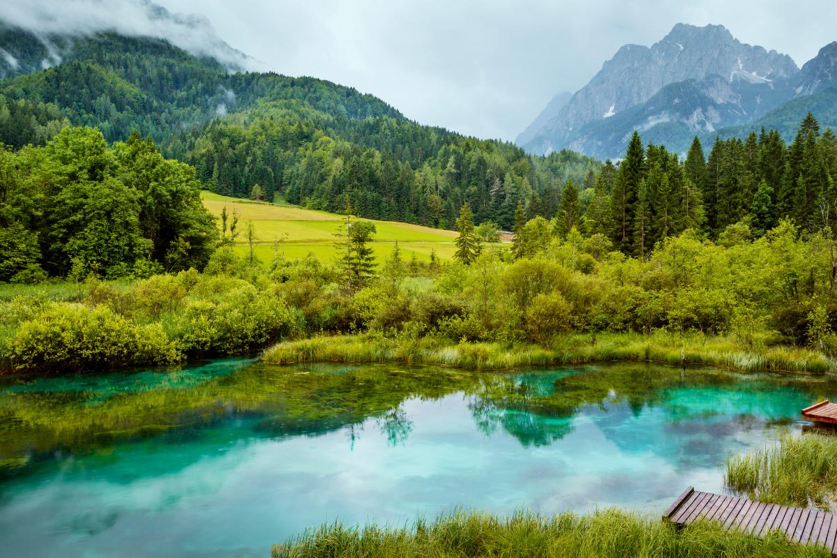 Qué es un estanque: características, tipos, animales y plantas y para qué sirve
