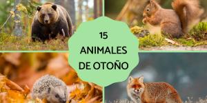 Animales de otoño