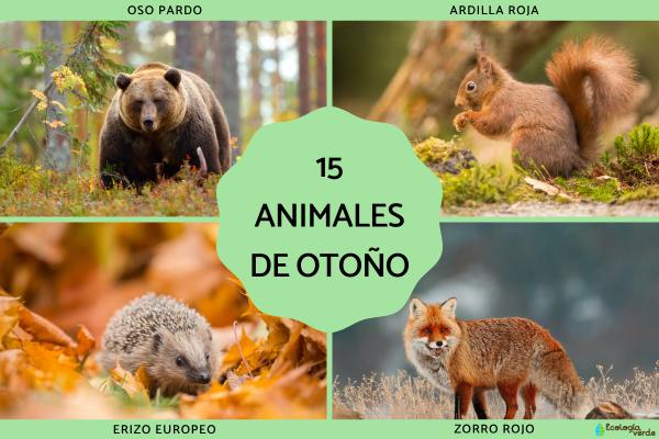 Animales de otoño