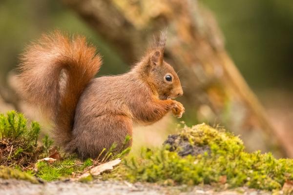 Animales de otoño - Ardilla roja (Sciurus vulgaris)