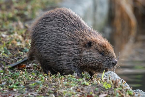 Animales de otoño - Castor europeo (Castor fiber)