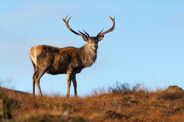 Animales de otoño - Ciervo rojo (Cervus elaphus)
