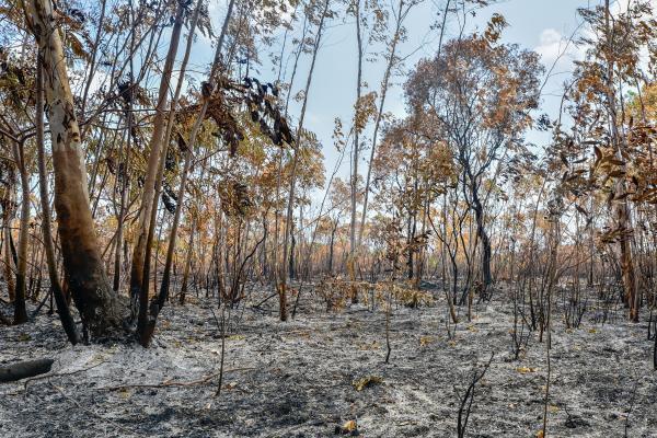 Plantas pirófilas: qué son, tipos, cómo sobreviven al fuego y ejemplos - ¿Cómo sobreviven al fuego las plantas pirófilas?