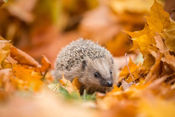 Animales de otoño - Erizo europeo (Erinaceus europaeus)