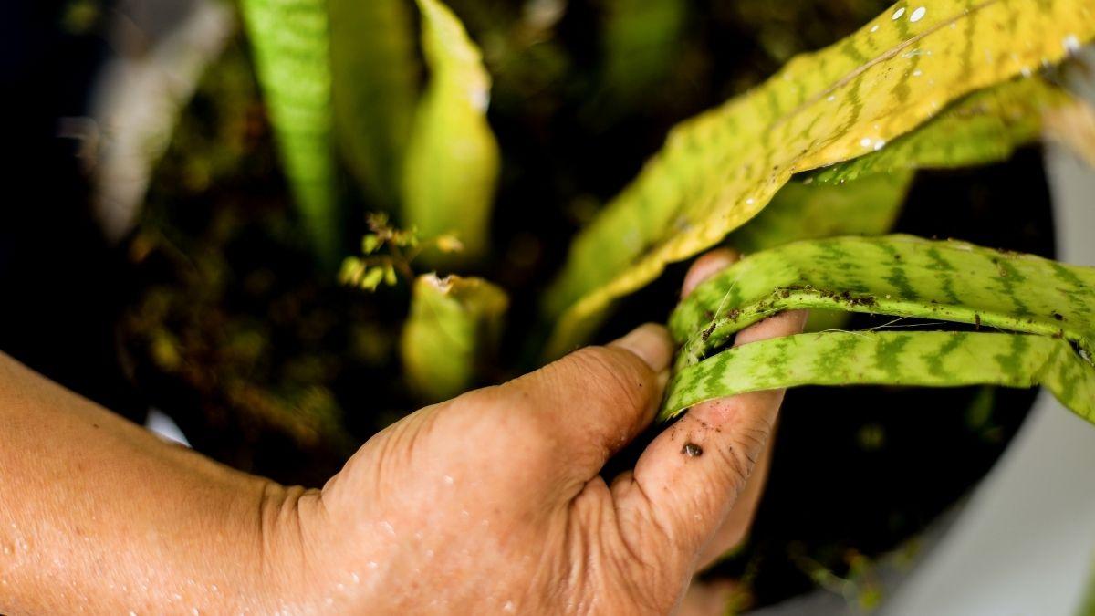 Estas son las razones por las que tu sansevieria puede tener las hojas dañadas y lo que deberías hacer para recuperarla