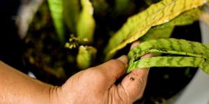 Estas son las razones por las que tu sansevieria puede tener las hojas dañadas y lo que deberías hacer para recuperarla