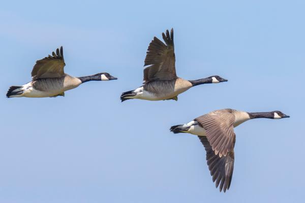 Animales de otoño - Ganso canadiense (Branta canadensis)