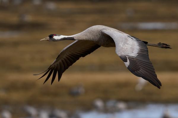 Animales de otoño - Grulla común (Grus grus)