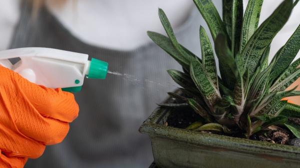 Estas son las razones por las que tu sansevieria puede tener las hojas dañadas y lo que deberías hacer para recuperarla - Hojas arrugadas: la última llamada de auxilio de una sansevieria sedienta