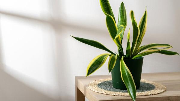 Estas son las razones por las que tu sansevieria puede tener las hojas dañadas y lo que deberías hacer para recuperarla - Hojas dobladas: síntoma de que a tu sansevieria le falta luz