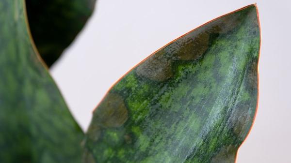Estas son las razones por las que tu sansevieria puede tener las hojas dañadas y lo que deberías hacer para recuperarla - Manchas negras y textura acuosa: así es como los hongos están matando a tu sansevieria