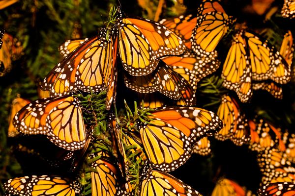 Animales de otoño - Mariposa monarca (Danaus plexippus)