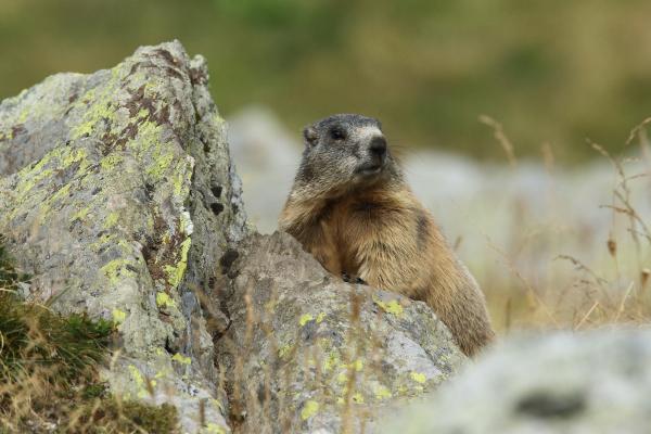 Animales de otoño - Marmota alpina (Marmota marmota)