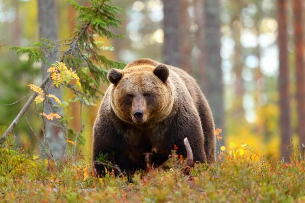 Animales de otoño - Oso pardo (Ursus arctos)
