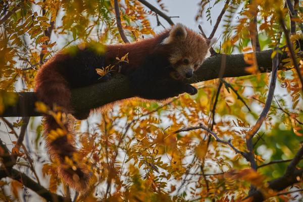 Animales de otoño - Panda rojo (Ailurus fulgens)