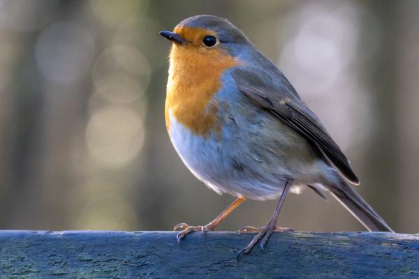 Animales de otoño - Petirrojo europeo (Erithacus rubecula)
