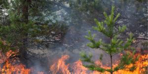 Plantas pirófilas: qué son, tipos, cómo sobreviven al fuego y ejemplos