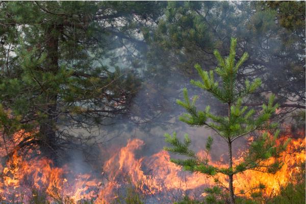 Plantas pirófilas: qué son, tipos, cómo sobreviven al fuego y ejemplos