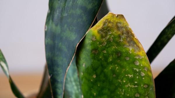 Estas son las razones por las que tu sansevieria puede tener las hojas dañadas y lo que deberías hacer para recuperarla - Puntas secas y marrones: el síntoma de que tu sansevieria tiene sed
