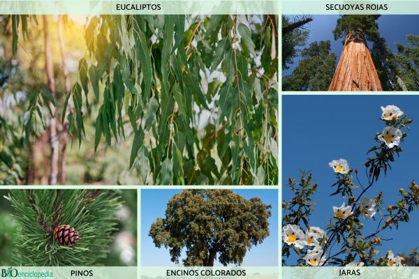 Plantas pirófilas: qué son, tipos, cómo sobreviven al fuego y ejemplos - ¿Qué ejemplos de plantas pirófilas hay?