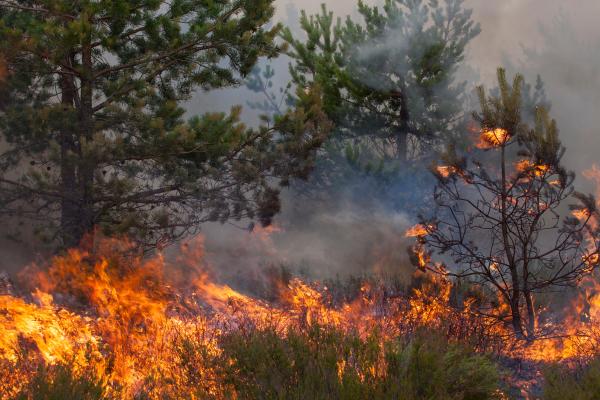 Plantas pirófilas: qué son, tipos, cómo sobreviven al fuego y ejemplos - ¿Qué son las plantas pirófilas?