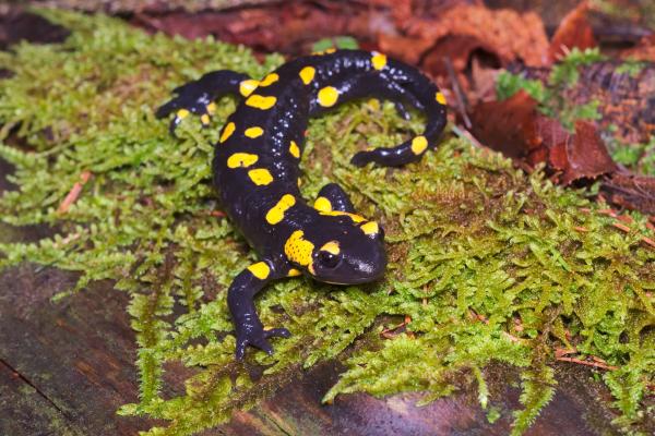 Animales de otoño - Salamandra común (Salamandra salamandra)