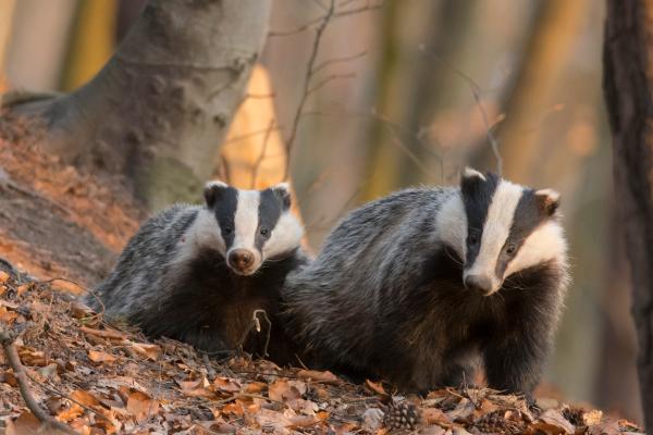 Animales de otoño - Tejón europeo (Meles meles)